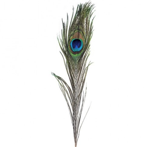 Перо павлина