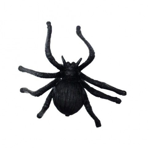 Павук з товстенькими ніжками